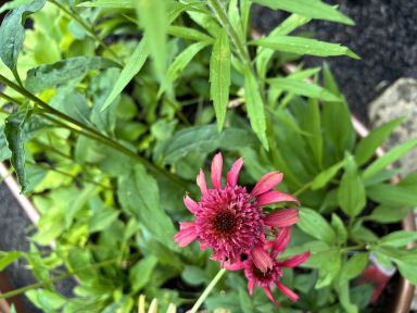 Double Scoop Cranberry Coneflower/ Echinacea in 4 Inch Pots (one plant per pot) Deer Resistant!